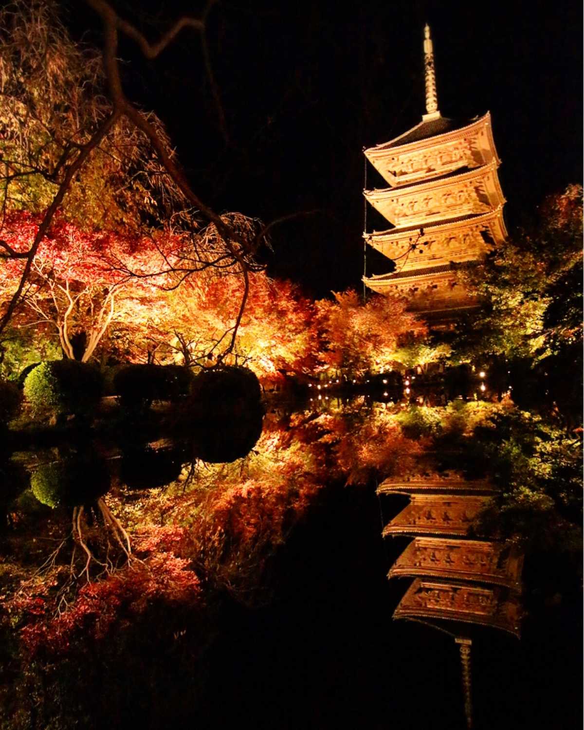 紅葉のライトアップ 東寺の口コミ Triproud
