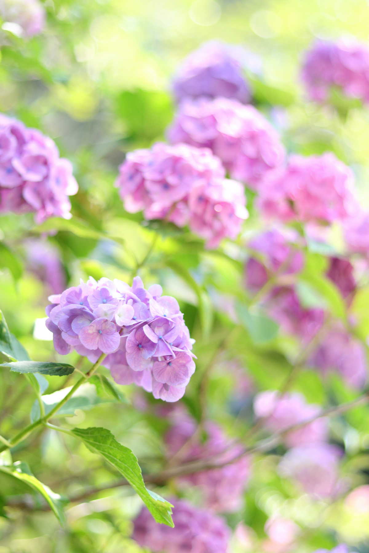約１００００株の紫陽花が咲き誇るあじさい園 あじさい曼荼羅園の口コミ Triproud