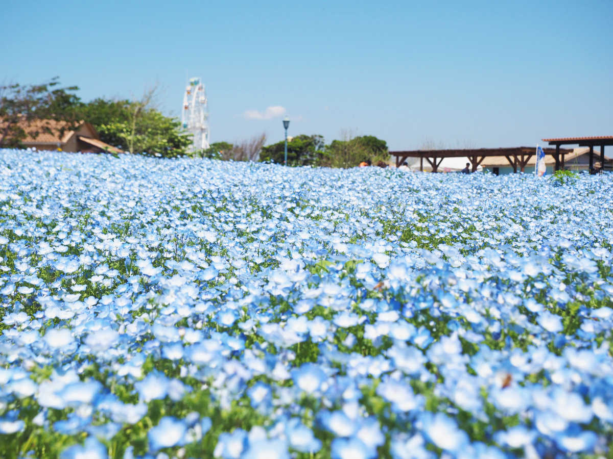 三浦半島に青い魔法がががる ネモフィラ咲くソレイユの丘 長井海の手公園 ソレイユの丘の口コミ Triproud