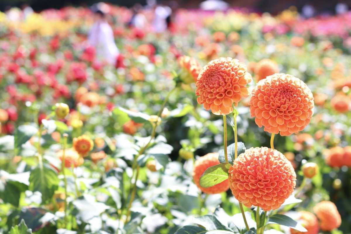 西日本最大規模 秋のダリア祭り 世羅高原農場の口コミ Triproud