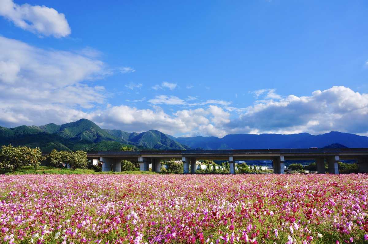 Cosmos Site As Far As The Eye Can See In Autumn Review Of Minara Flower Fields Triproud