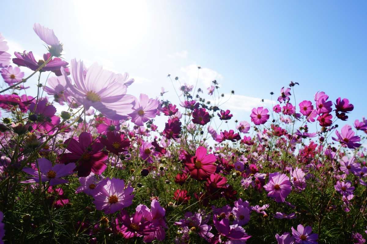 Cosmos Site As Far As The Eye Can See In Autumn Review Of Minara Flower Fields Triproud