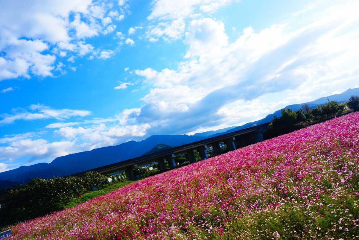 Cosmos Site As Far As The Eye Can See In Autumn Review Of Minara Flower Fields Triproud