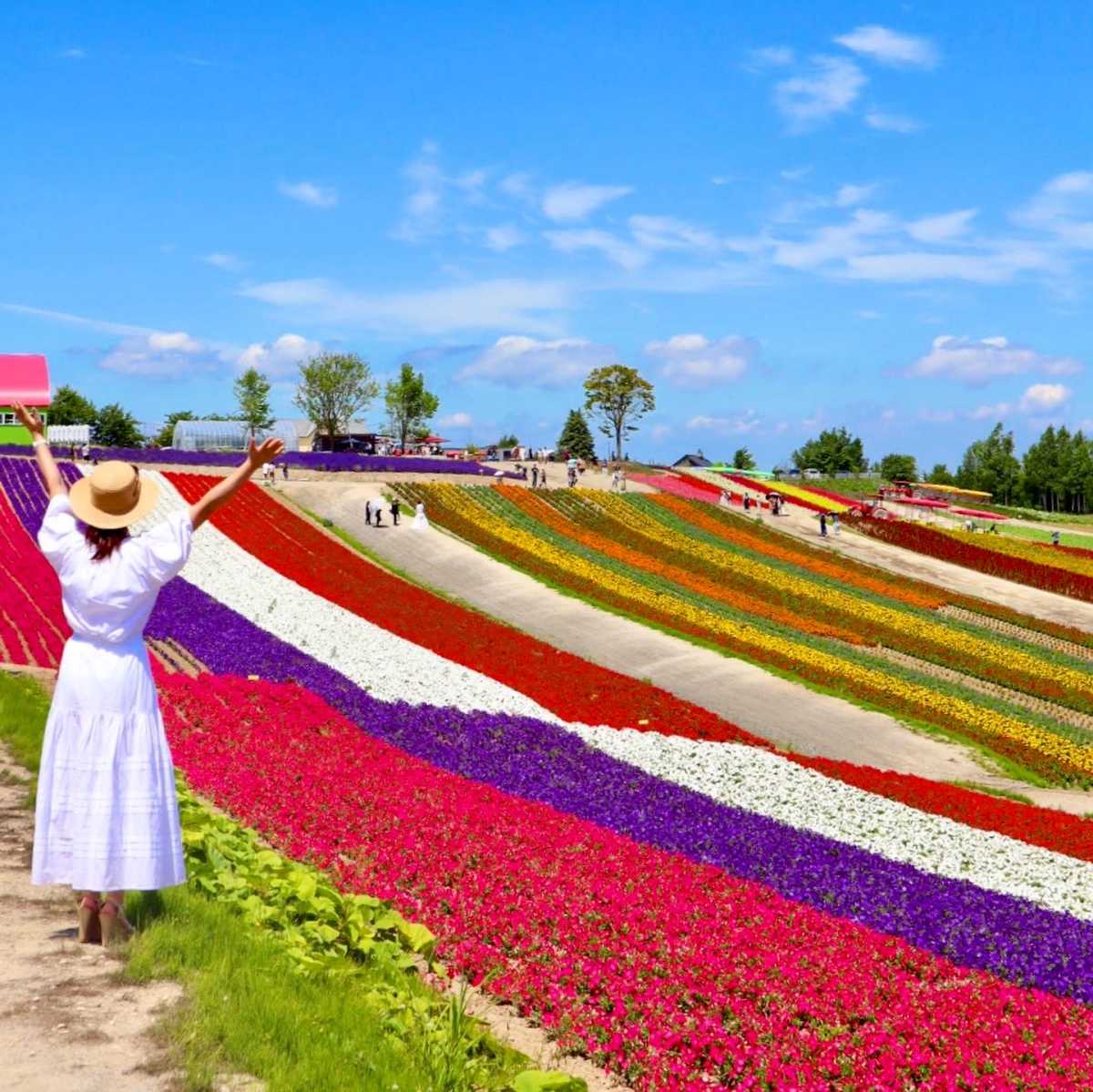 最強のフォトジェニックなお花畑 ストライプの波は感動の波へ 展望花畑 四季彩の丘の口コミ Triproud