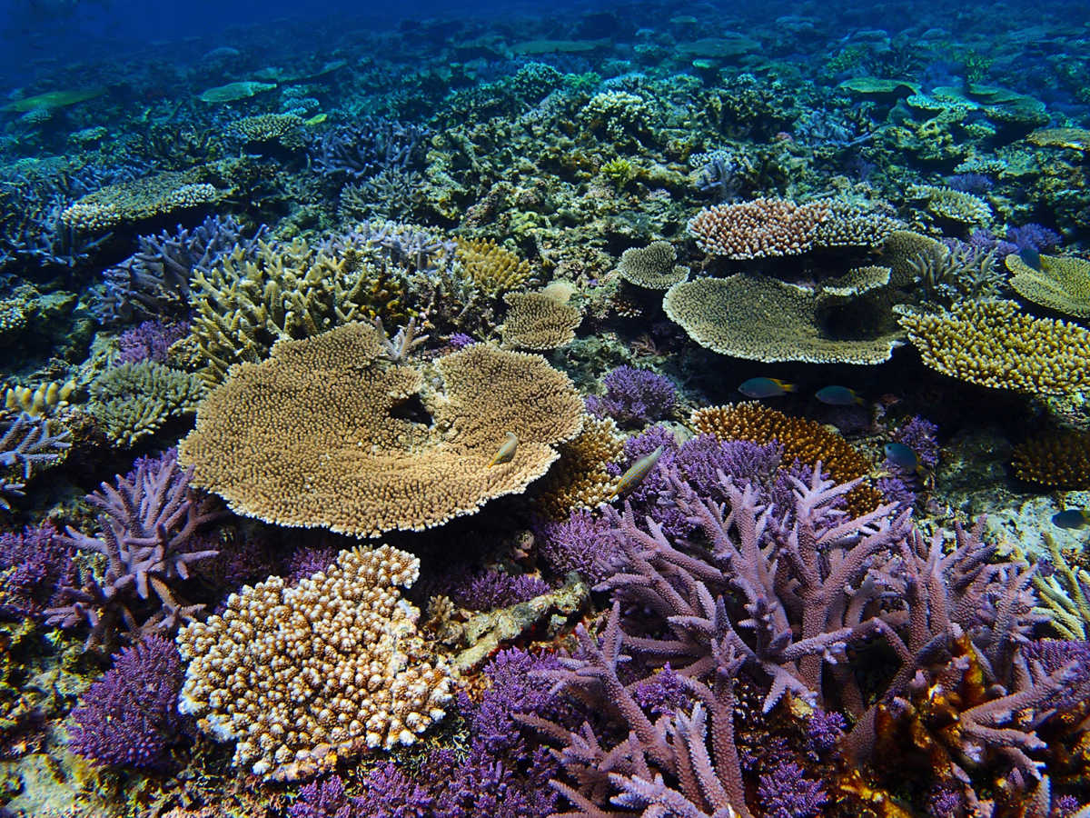 石西礁湖:色とりどりの海の宝石箱。日本最大の豊かな珊瑚の群生域