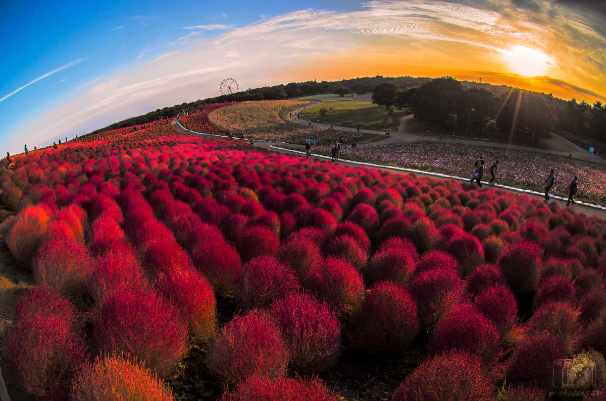 もうすぐだ 世界一の紅葉コキアカーニバルを見にゆこう ひたち海浜公園の口コミ Triproud