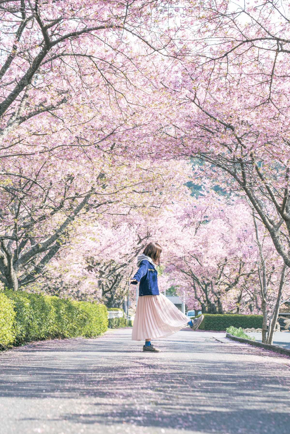 トンネルで有名な河津桜並木 新城の河津桜並木の口コミ Triproud