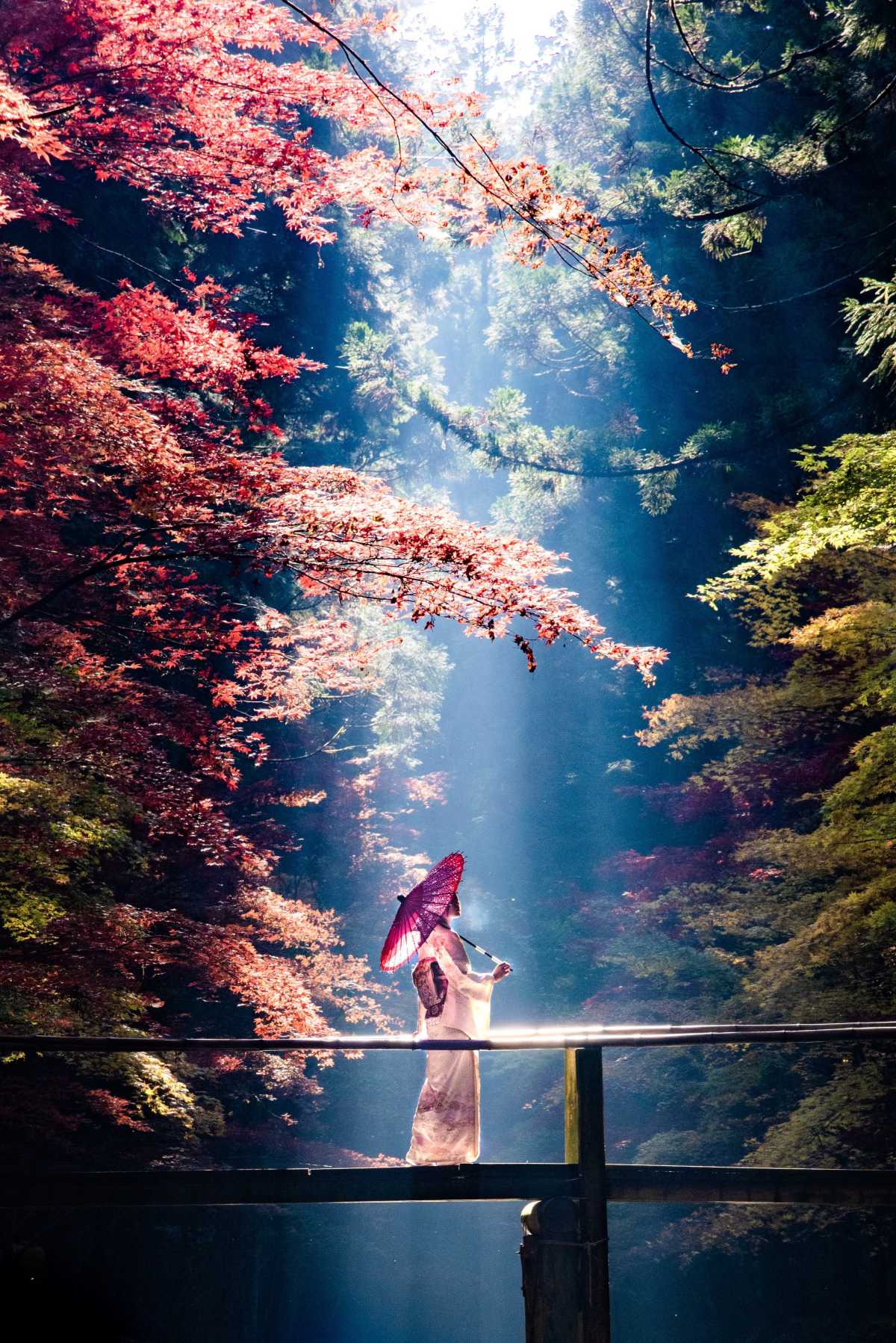 紅葉と光芒が魅せる幻想的な風景 小國神社の口コミ Triproud