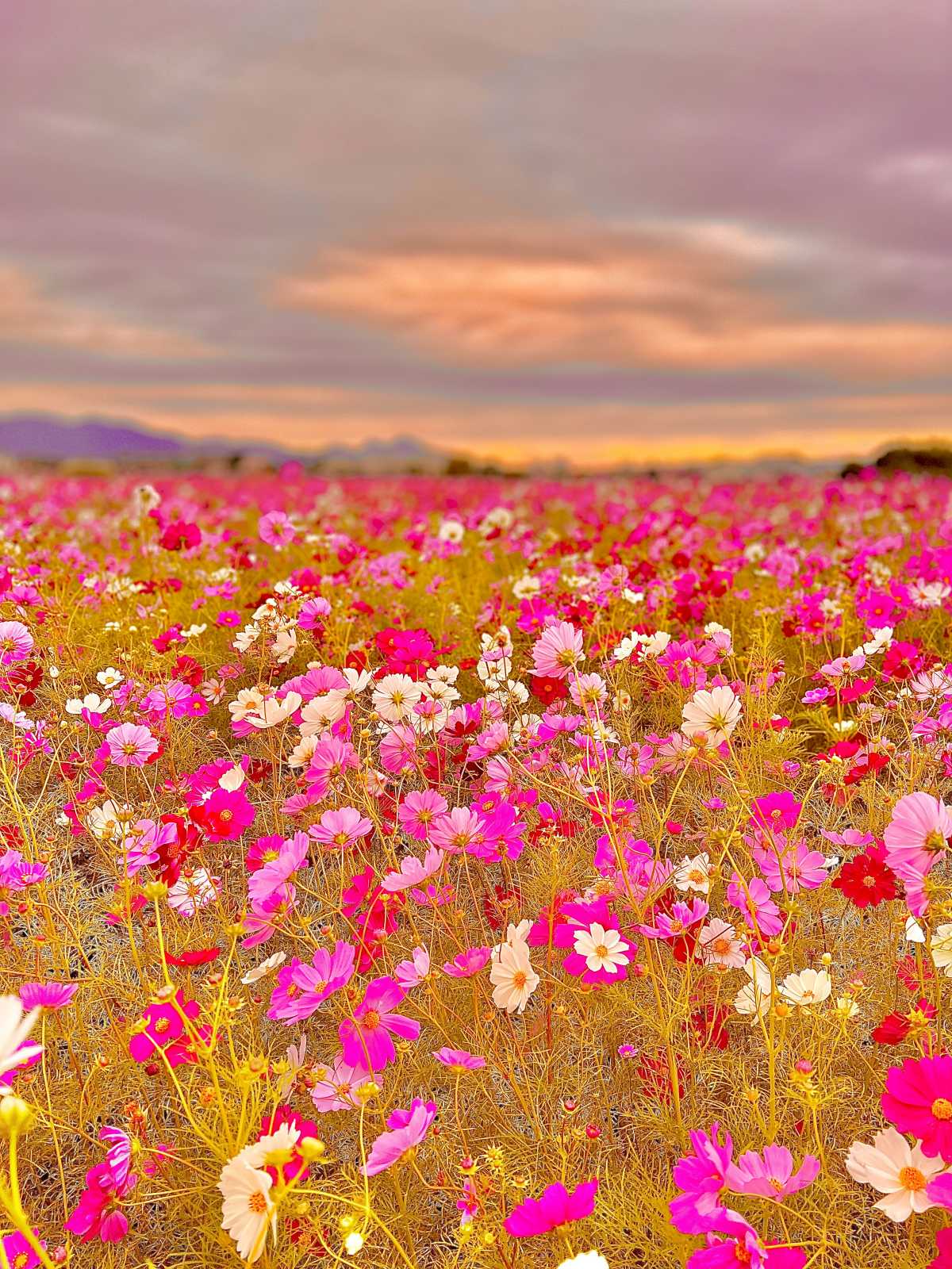 夕暮れ時の藤原宮跡の秋桜畑 入場料も駐車場も無料でトイレもあるから嬉しい 藤原宮跡の口コミ Triproud
