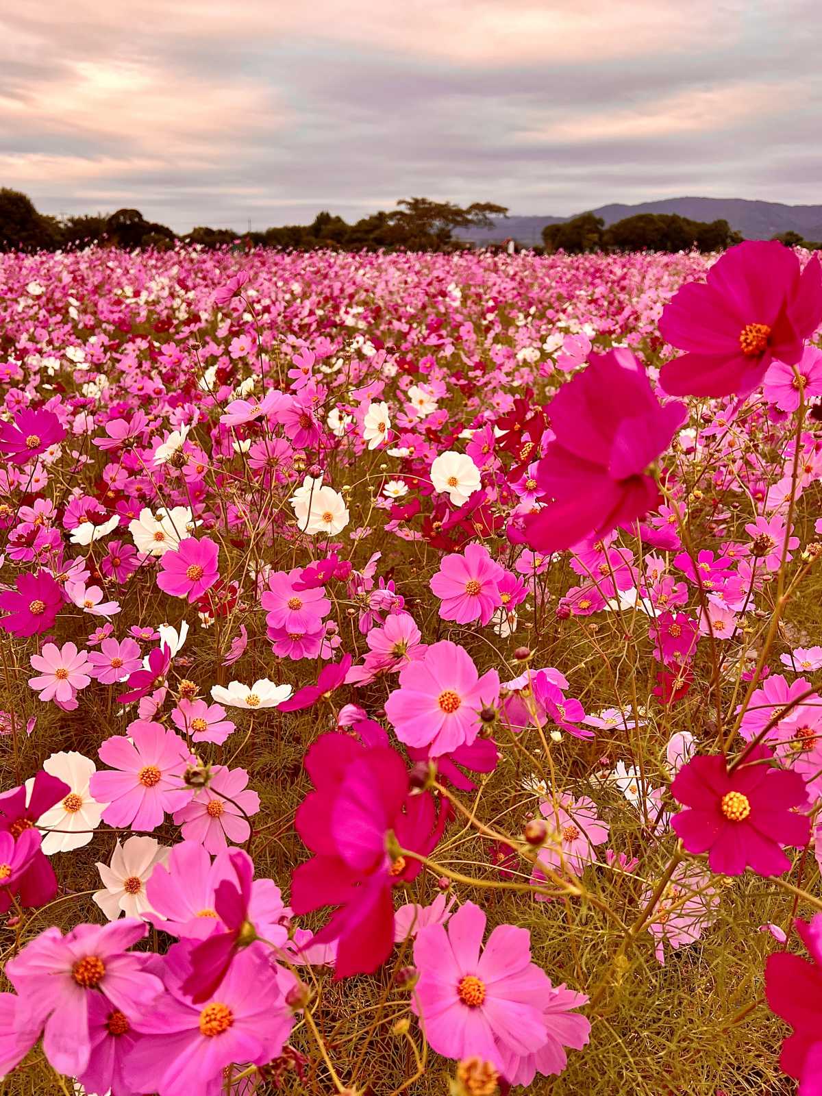 夕暮れ時の藤原宮跡の秋桜畑 入場料も駐車場も無料でトイレもあるから嬉しい 藤原宮跡の口コミ Triproud