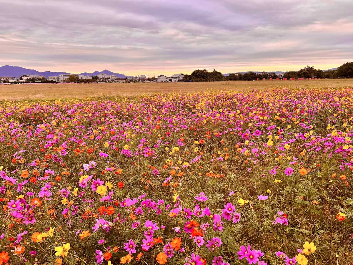 夕暮れ時の藤原宮跡の秋桜畑 入場料も駐車場も無料でトイレもあるから嬉しい 藤原宮跡の口コミ Triproud