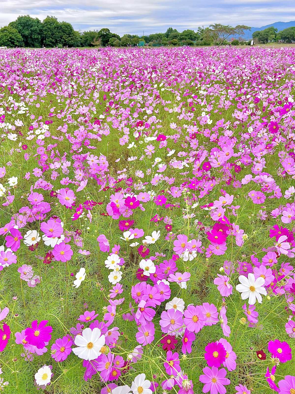 一面ピンクのコスモスの花畑が素敵すぎる 奥にはピンクと黄色のコスモス畑も 藤原宮跡の口コミ Triproud