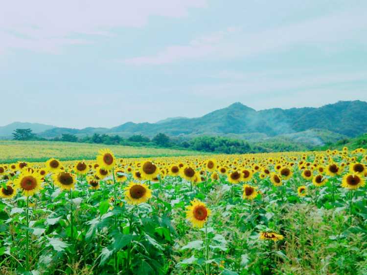 香川県のひまわり畑ランキング Triproud