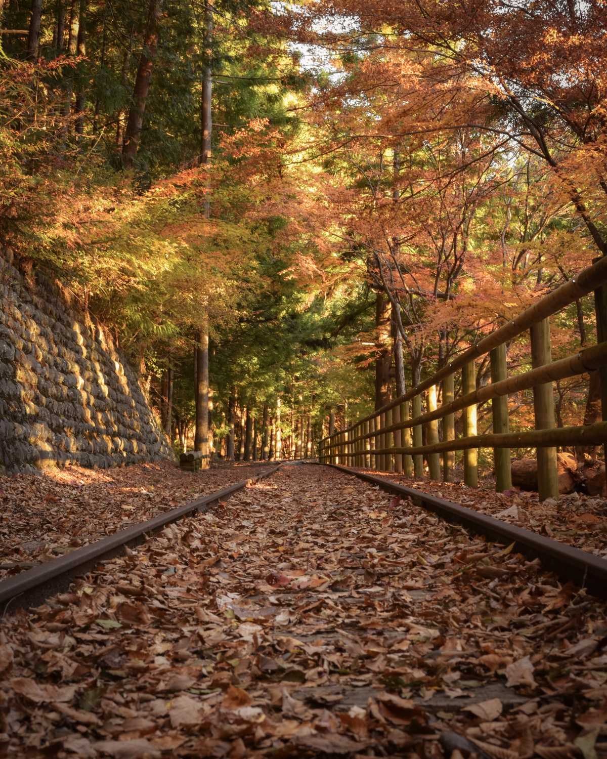 廃線跡の線路が残る 井川湖の湖畔の遊歩道と紅葉 井川湖畔遊歩道の口コミ Triproud