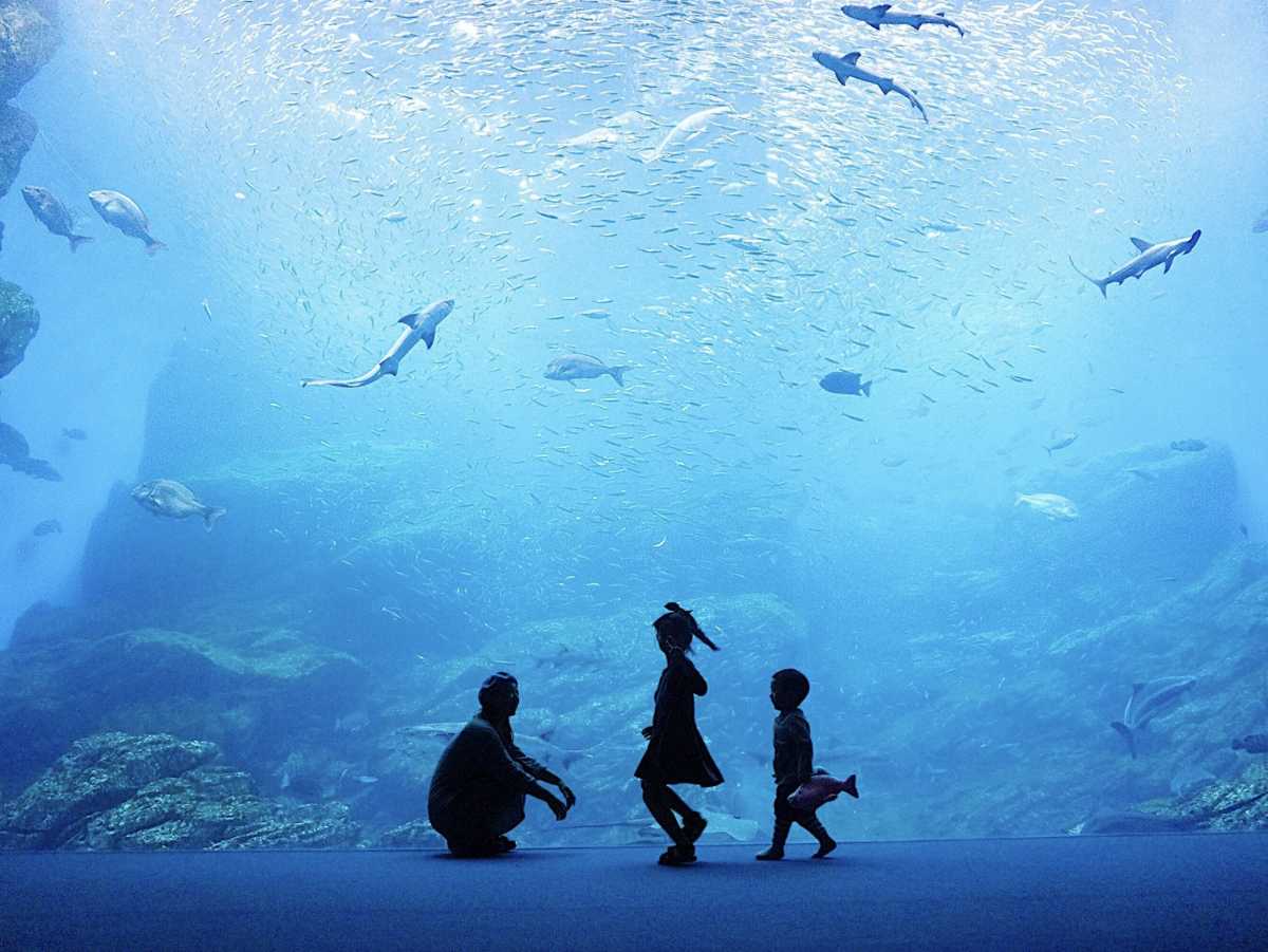 癒し効果抜群の水族館 仙台うみの杜水族館の口コミ Triproud