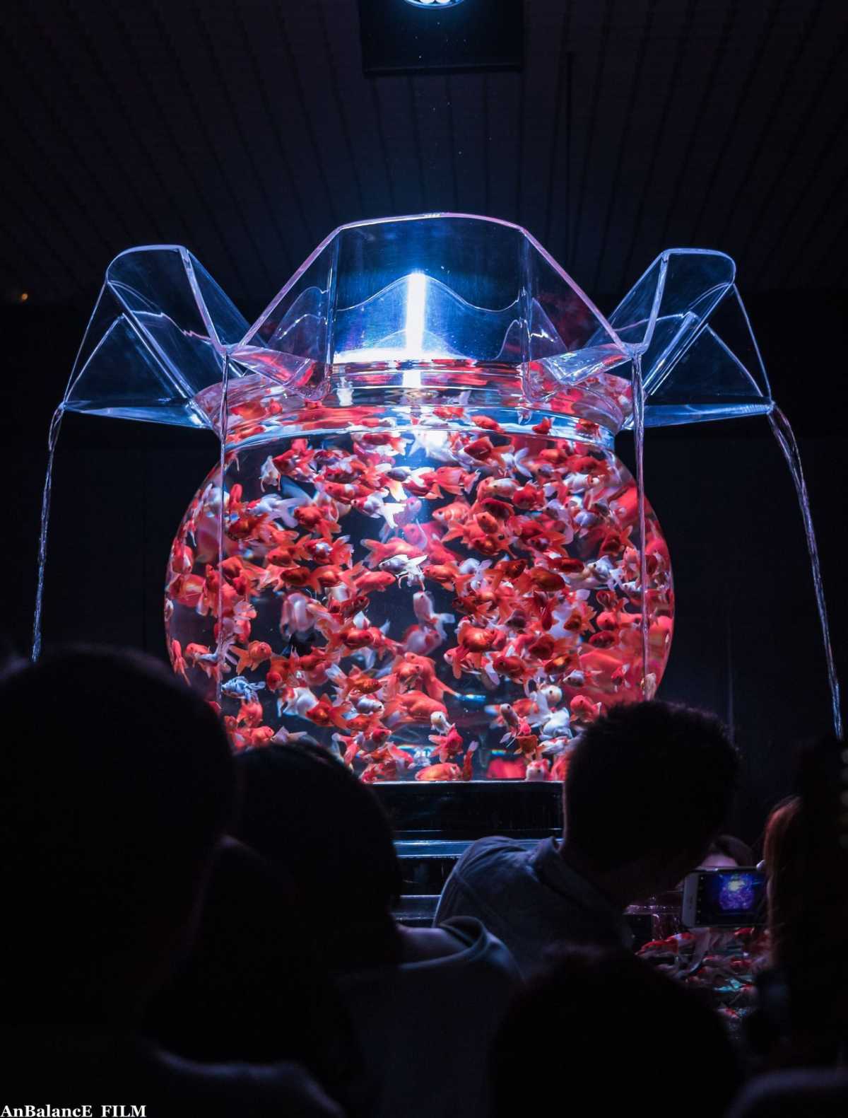 金魚 アートアクアリウム 名古屋の口コミ Triproud