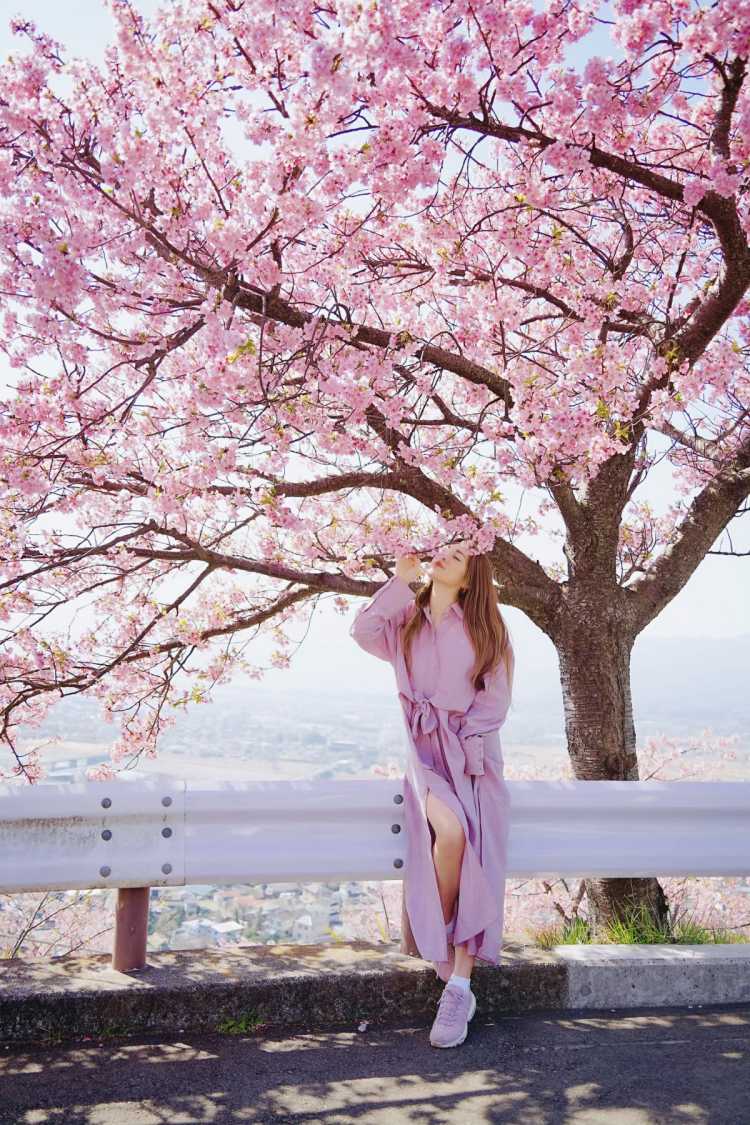 東京で河津桜がみれる公園 代々木公園の口コミ Triproud