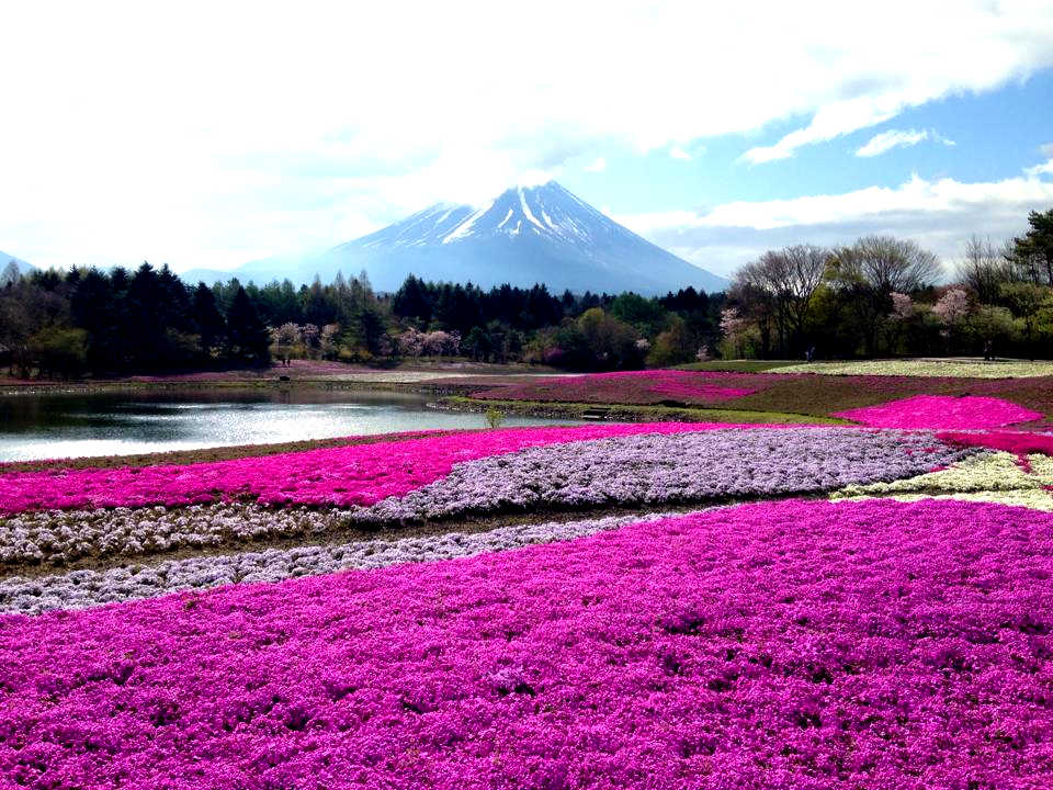 Best Spring Scenery Of Pink Carpet And Mt.Fuji  Review of 