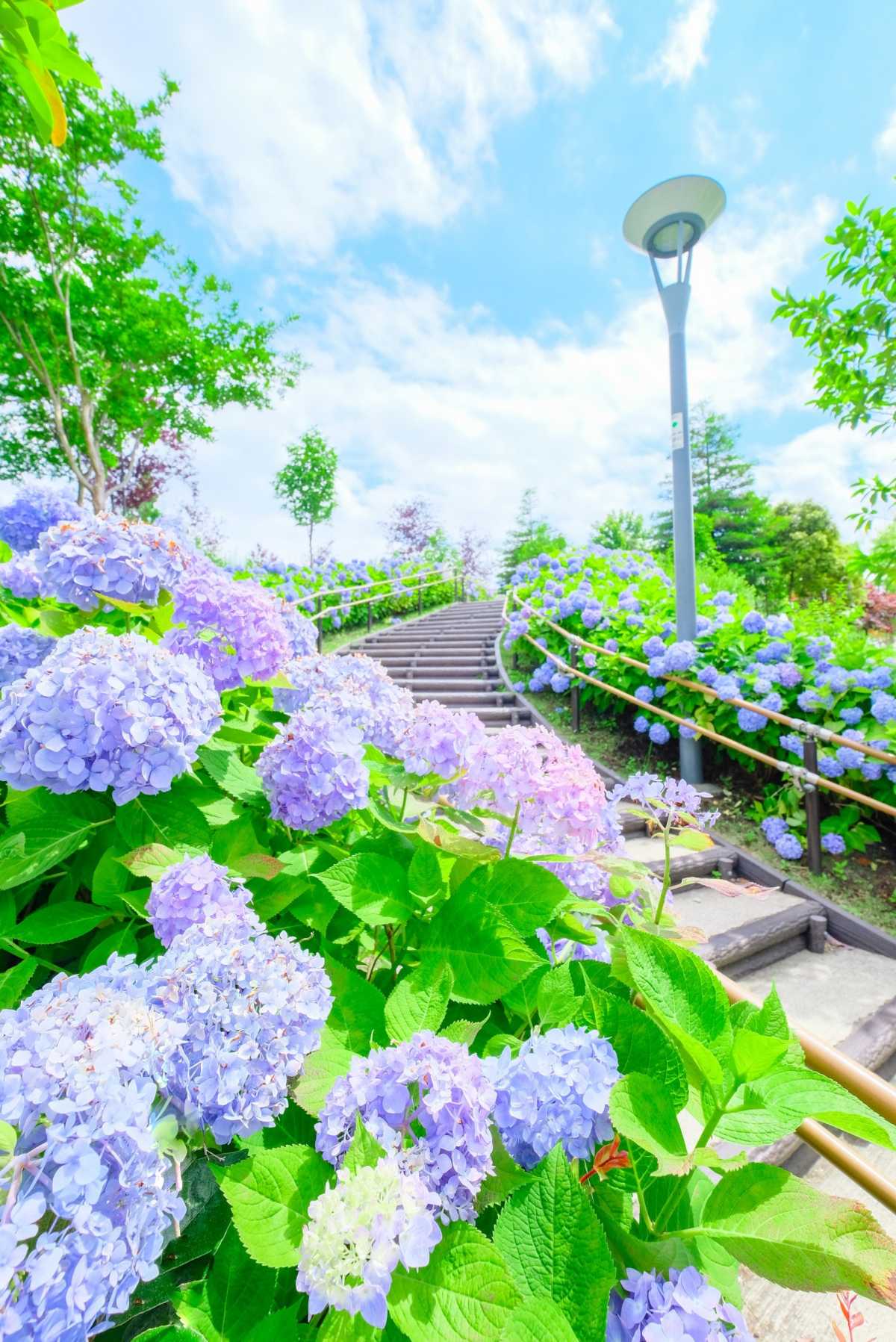 歩きたくなる美しさ 紫陽花の道 シンボルプロムナード公園の口コミ Triproud