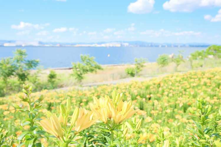 大阪舞洲ゆり園の口コミ 写真 桜島 Triproud