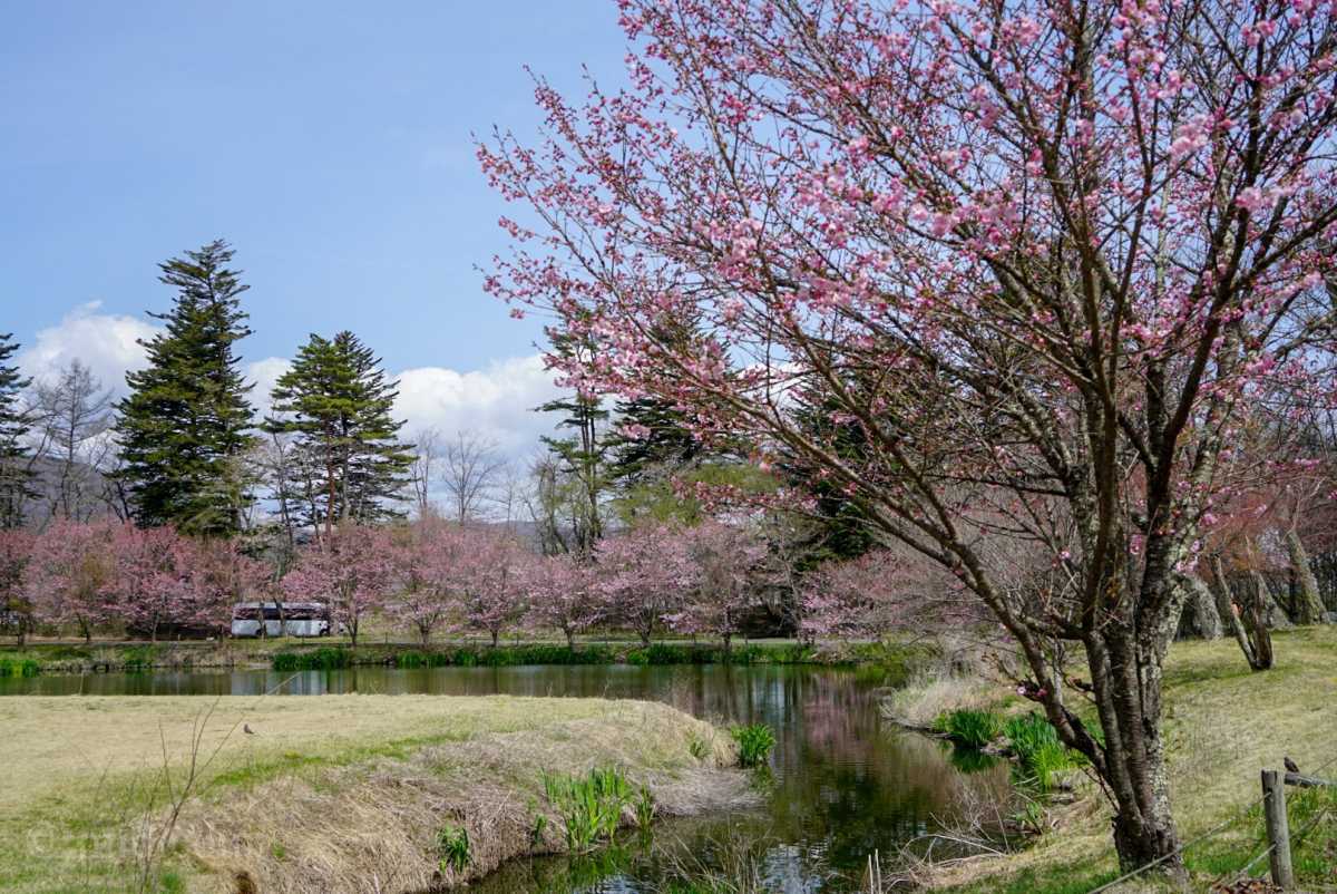 軽井沢で1番好きな桜のある風景 軽井沢プリンスホテルウエストの口コミ Triproud