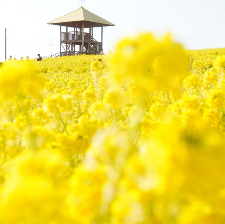 愛知県の菜の花畑ランキング Triproud 愛知県の菜の花畑ランキング Triproud
