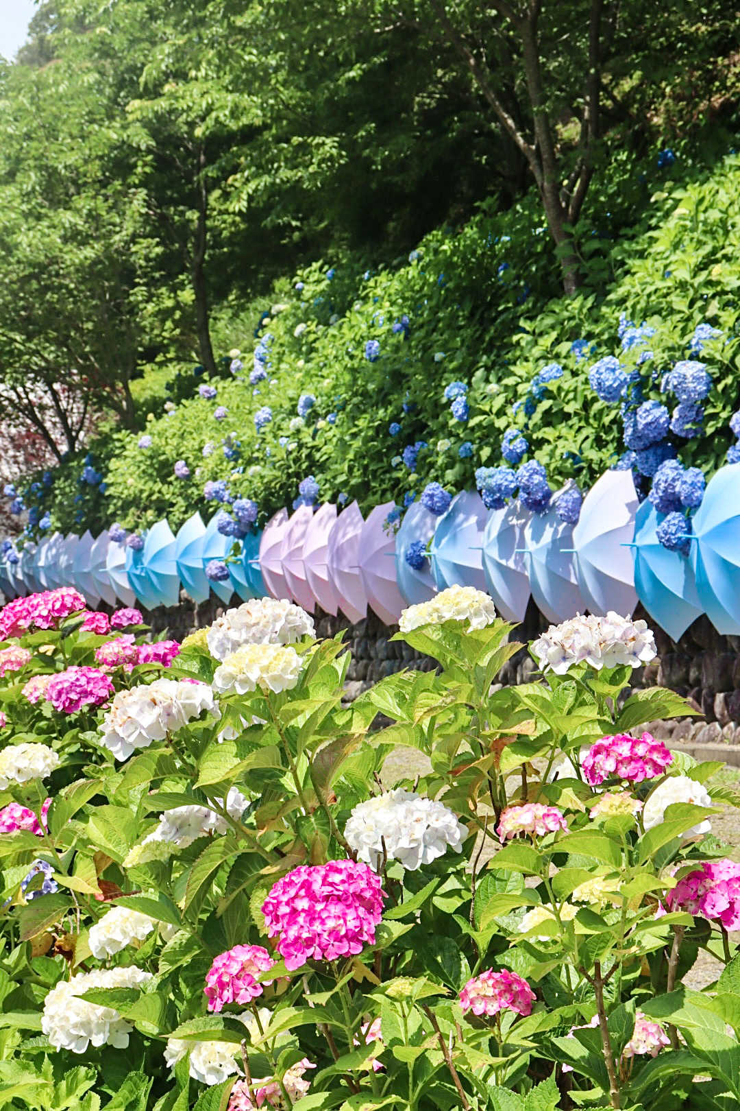 アジサイと傘のコラボレーションが可愛いスポット 尊永寺の口コミ Triproud アジサイと傘のコラボレーションが可愛いスポット 尊永寺の口コミ Triproud
