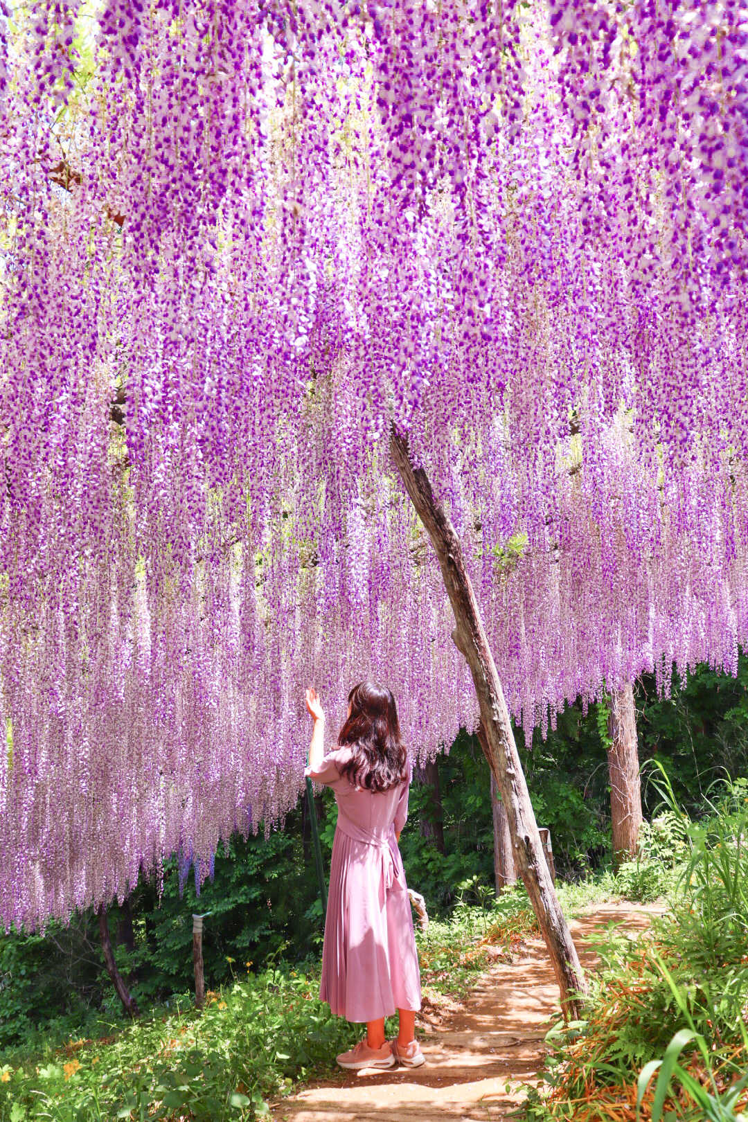 内緒にしておきたい秘密の花園 くろさわ藤園の口コミ Triproud