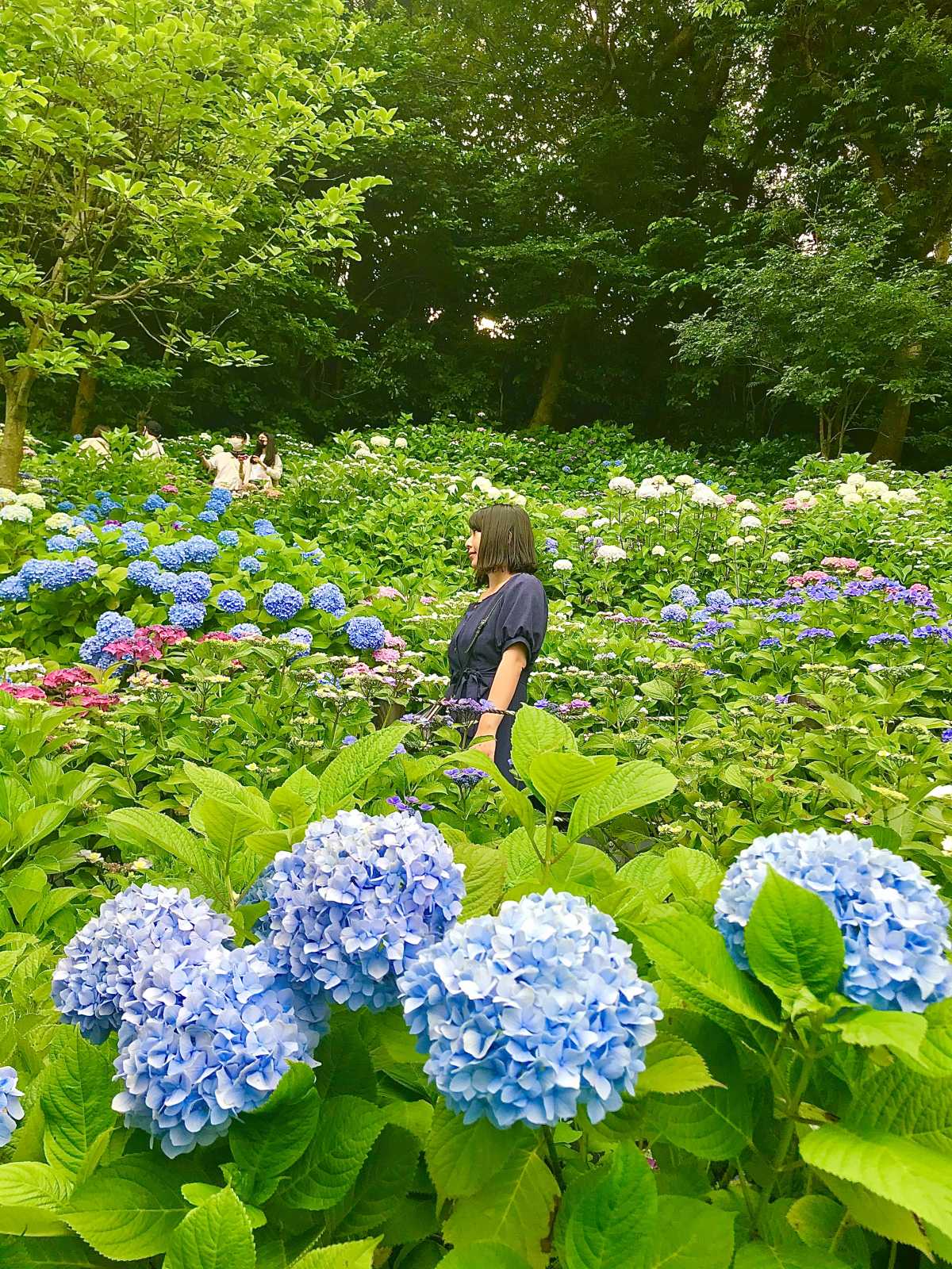お寺に広がるあじさい畑 長谷寺の口コミ Triproud
