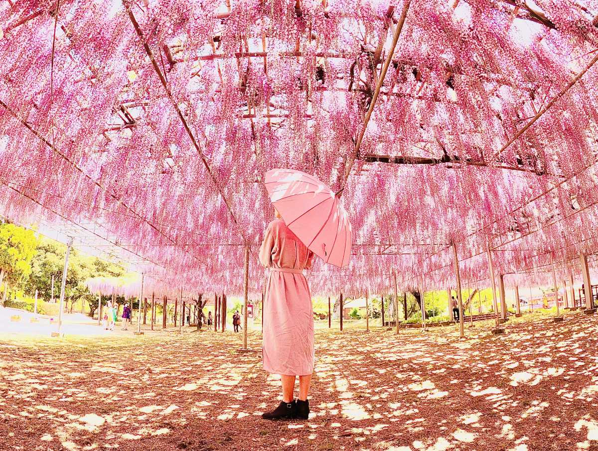 美しい藤の花が見頃です 中山大藤の口コミ Triproud