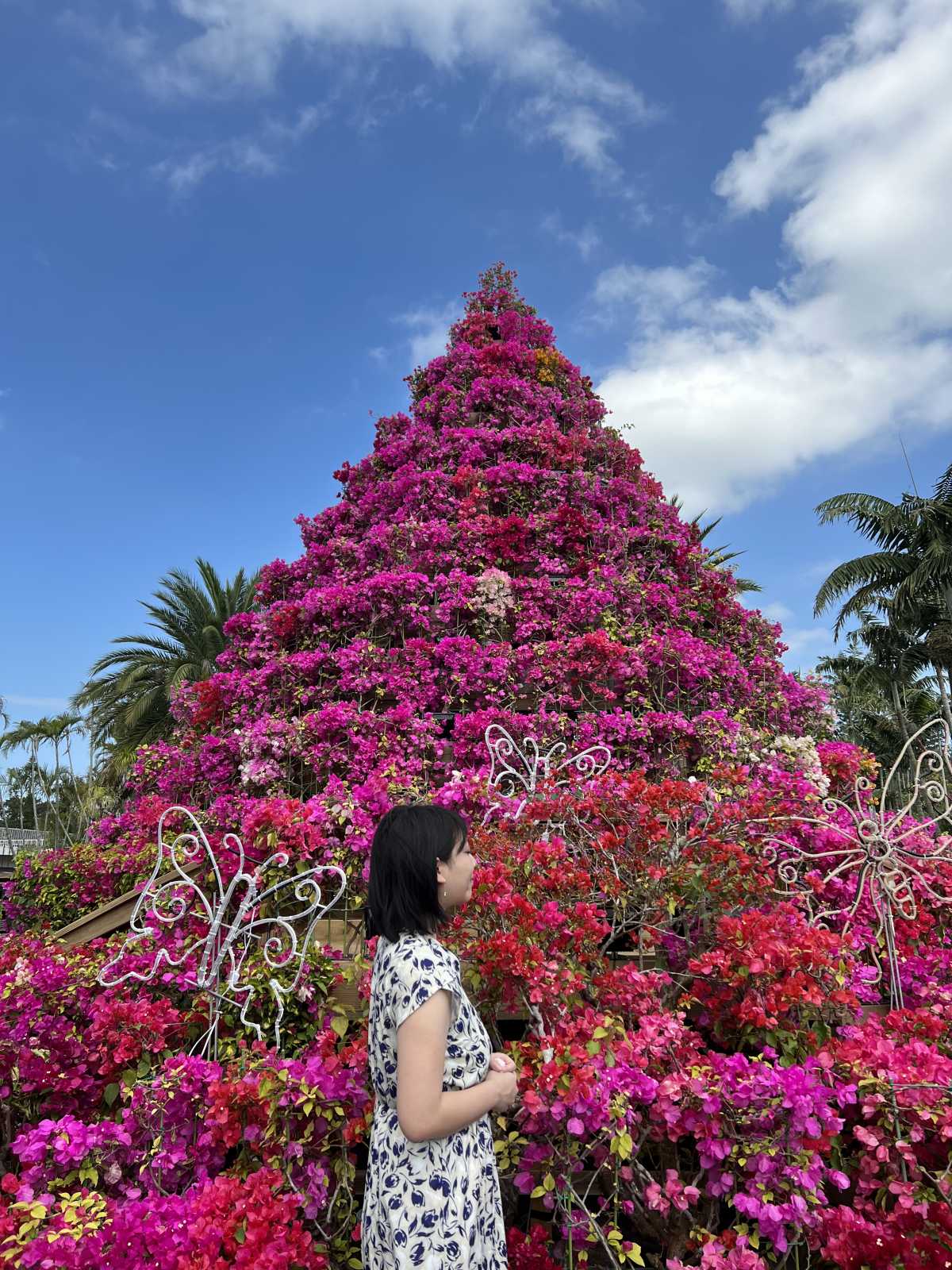 100万輪のブーゲンビレアが見頃です 東南植物楽園の口コミ Triproud