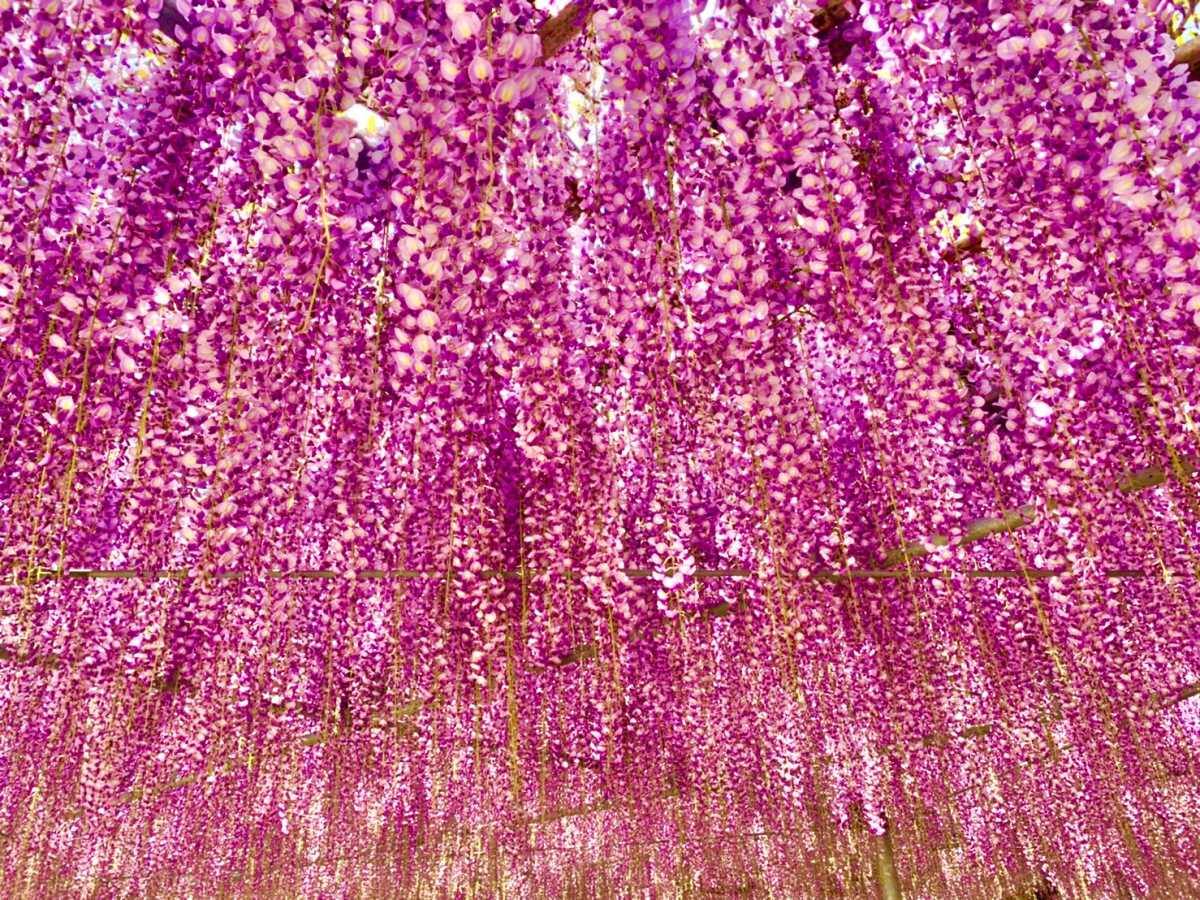 美しい藤の花が見頃です 中山大藤の口コミ Triproud