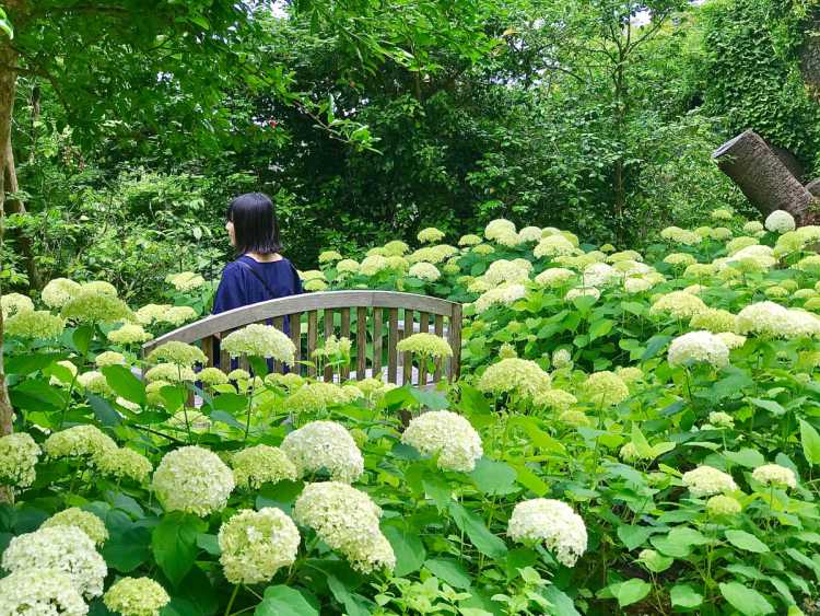 白いあじさい アナベル が見頃です 浄妙寺の口コミ Triproud