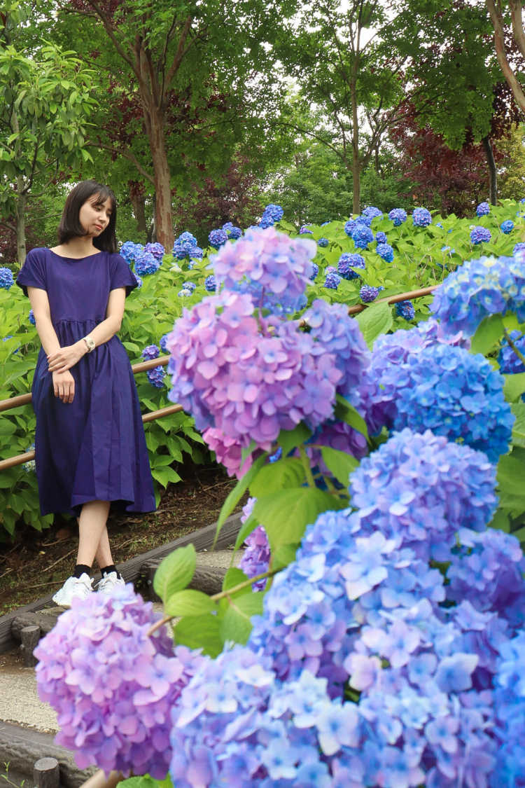 雨引観音の紫陽花祭り𓂃 珍しい水中華や放し飼いのアヒルや孔雀も楽しめる 雨引観音の口コミ Triproud