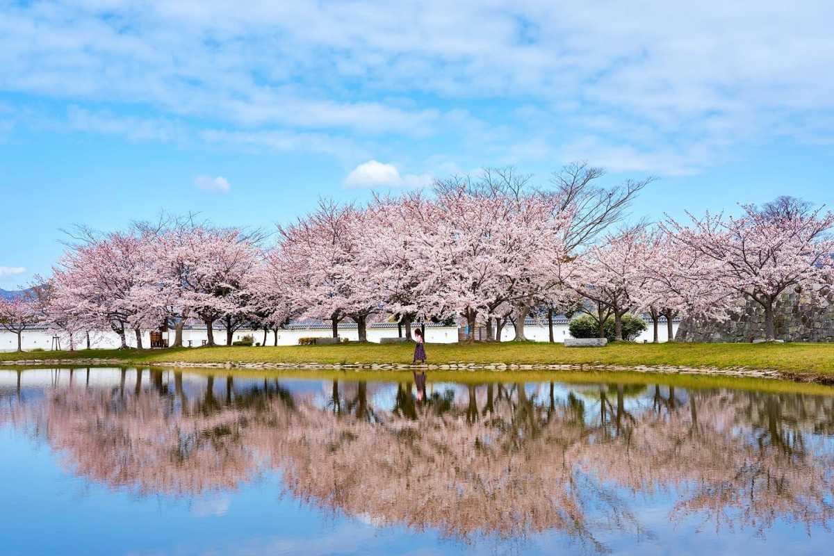 本丸西側の二ノ丸 花見広場 元禄桜苑 は桜の名所 魅惑のリフレクション 赤穂城跡の口コミ Triproud