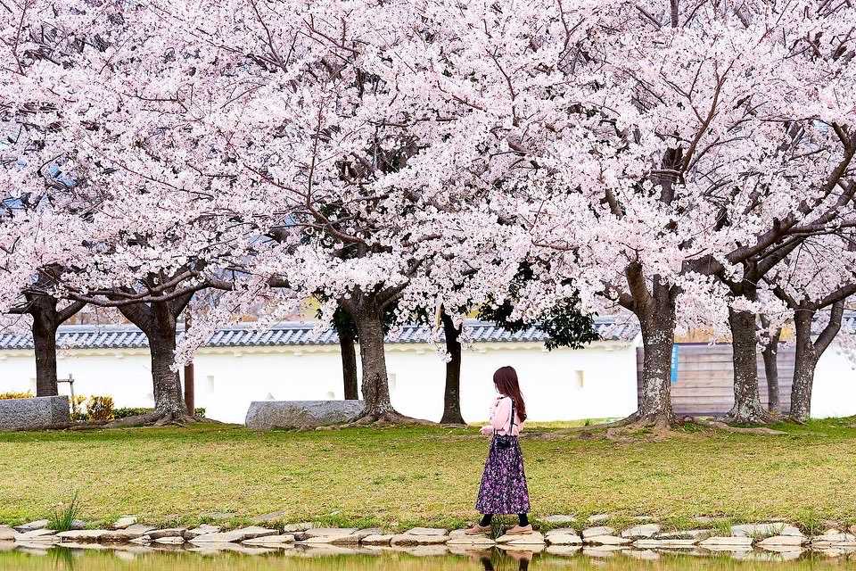 本丸西側の二ノ丸 花見広場 元禄桜苑 は桜の名所 魅惑のリフレクション 赤穂城跡の口コミ Triproud