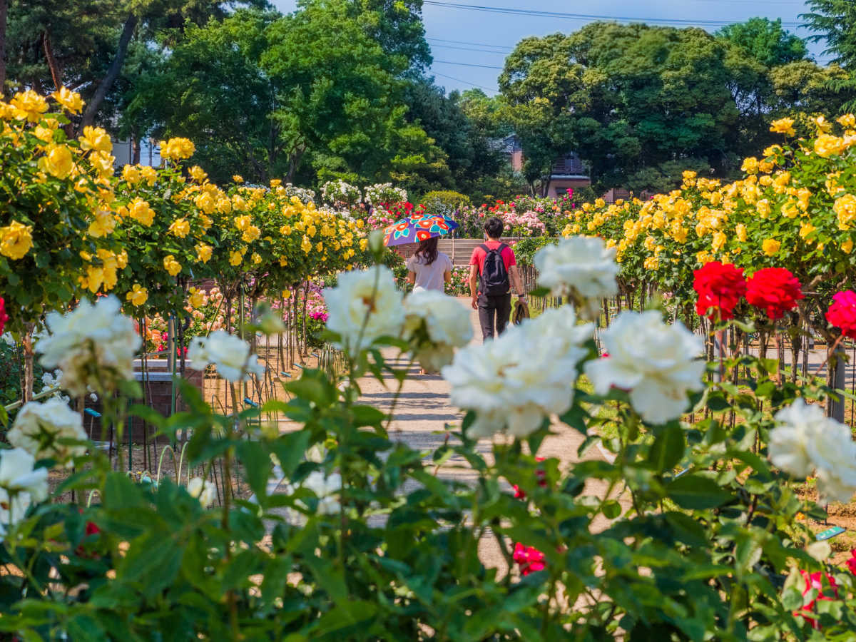 無料で楽しめる北関東最大級のバラ園 敷島公園ばら園の口コミ Triproud