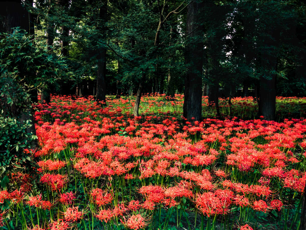 Cluster Amaryllis Blooming At A Temple Of Princess Senhime Review Of Gugyo Ji Temple Triproud