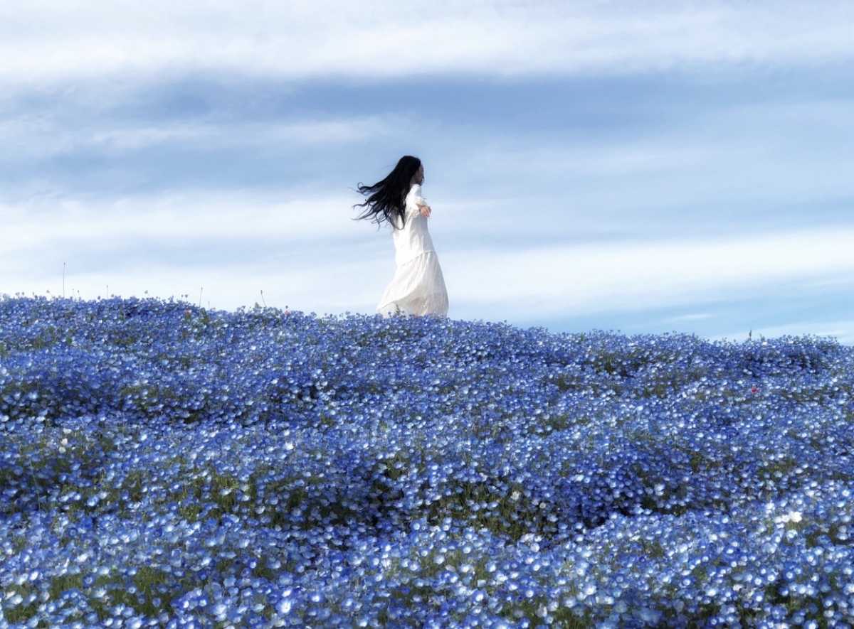 ネモフィラの丘 美しい青色の絨毯 ひたち海浜公園の口コミ Triproud