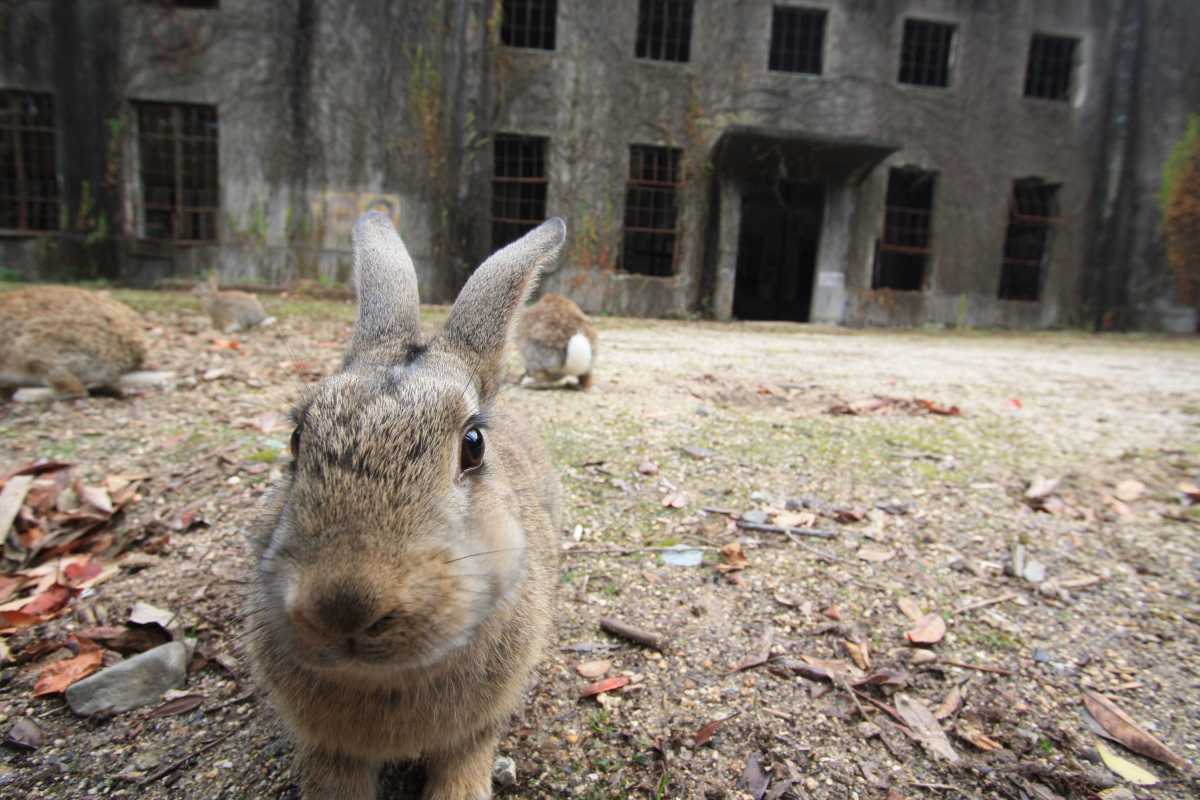 Okunoshima Island:Rabbits & Ruins!? A Rabbit Island - TRIPROUD