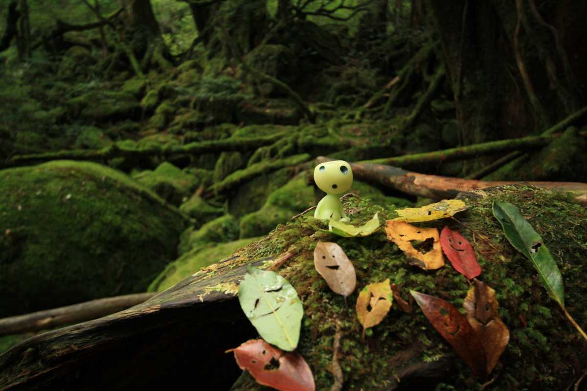 もののけ姫 のモデルにもなった苔むした森 屋久島ウィルソン株の口コミ Triproud もののけ姫 のモデルにもなった苔むした森 屋久島ウィルソン株の口コミ Triproud