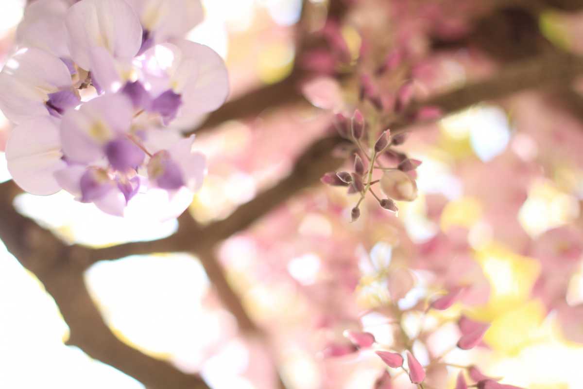 紫とピンク 2色の藤の花が並んで咲き誇る藤棚 童学寺の口コミ Triproud