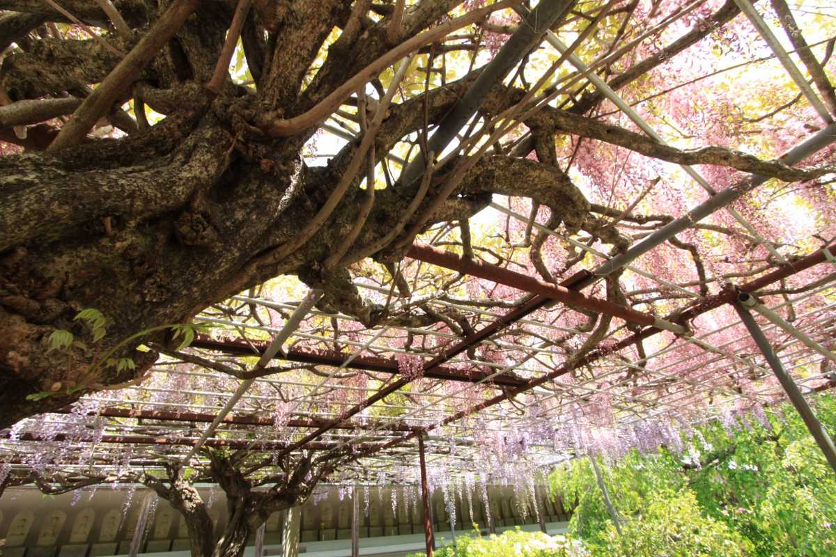 紫とピンク 2色の藤の花が並んで咲き誇る藤棚 童学寺の口コミ Triproud