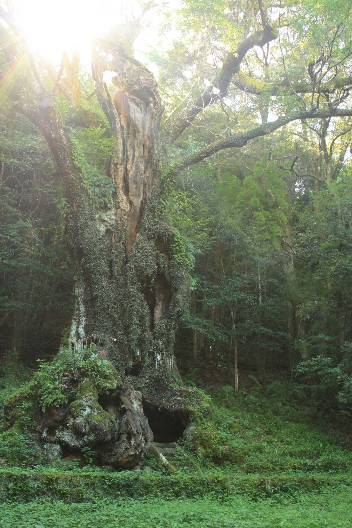 参拝すればパワーアップ間違いなし 巨大な御神木 武雄神社の口コミ Triproud