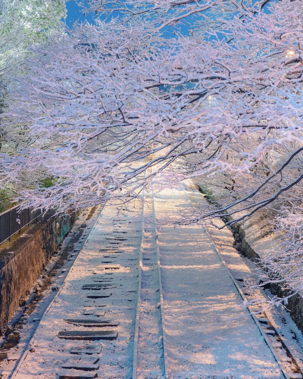 冬の廃線 蹴上インクラインの口コミ Triproud