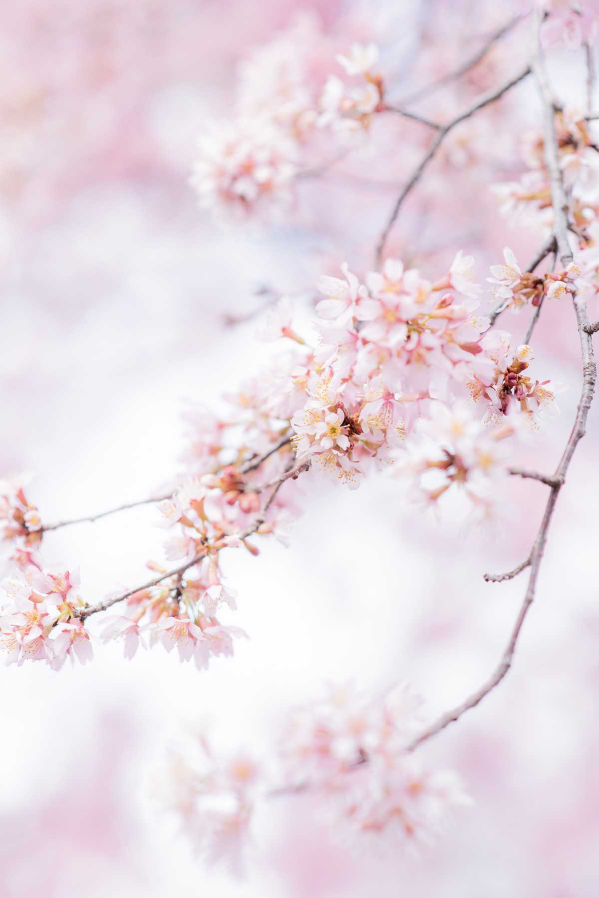 京都市内で見れる早咲きの桜 長徳寺の口コミ Triproud 京都市内で見れる早咲きの桜 長徳寺の口コミ Triproud