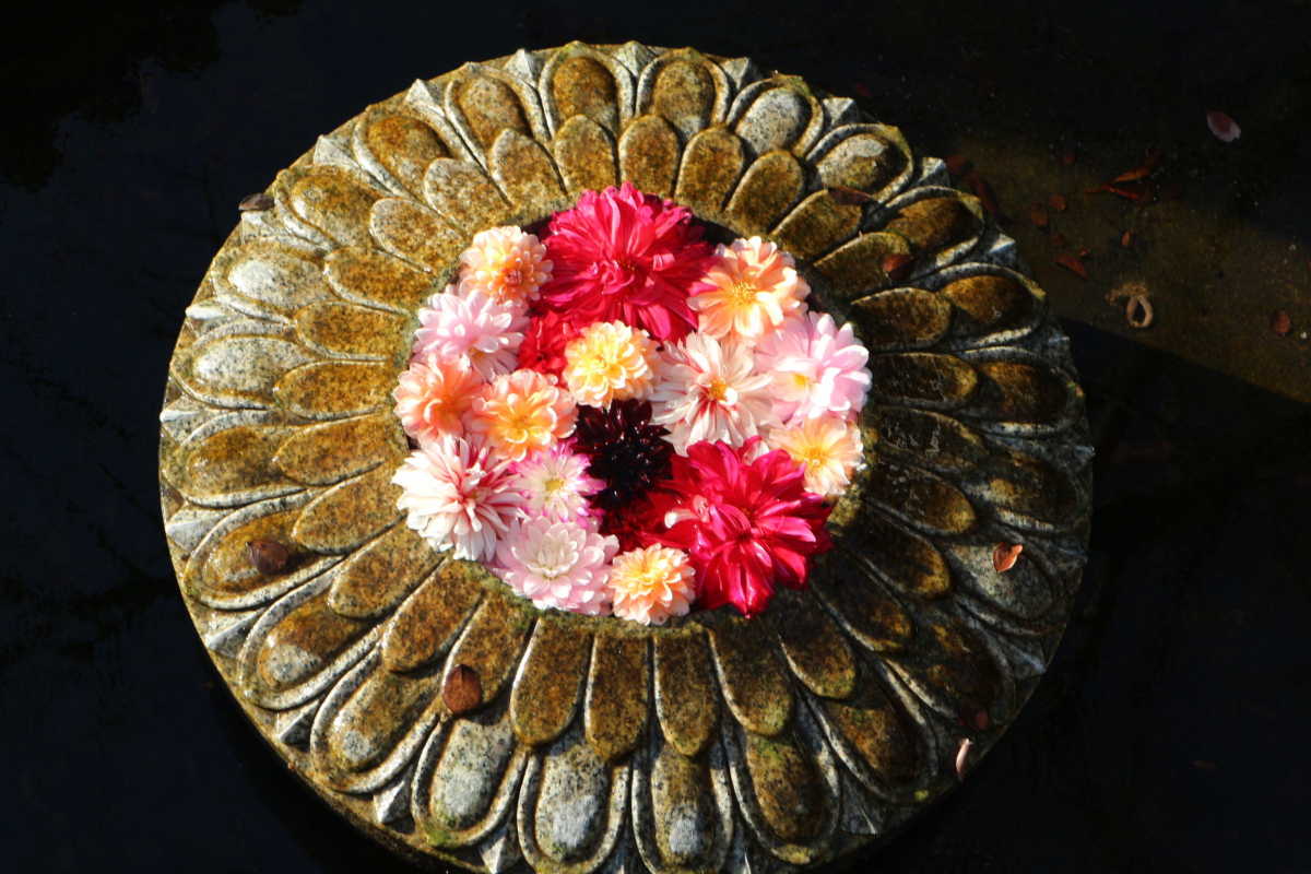 明日香村を一望出来る絶景と 色鮮やかなダリアの花 岡寺の口コミ Triproud