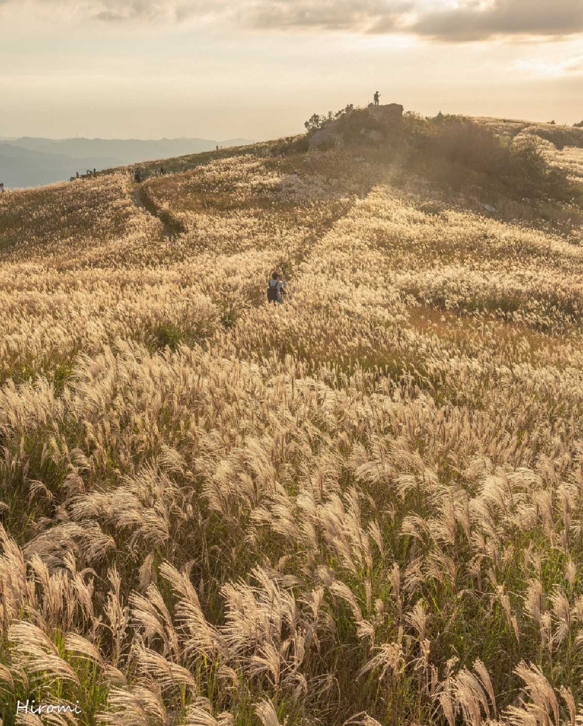 絶景 夕日を浴びて金色に輝く広大な高原のススキ 生石高原の口コミ Triproud 絶景 夕日を浴びて金色に輝く広大な高原のススキ 生石高原の口コミ Triproud