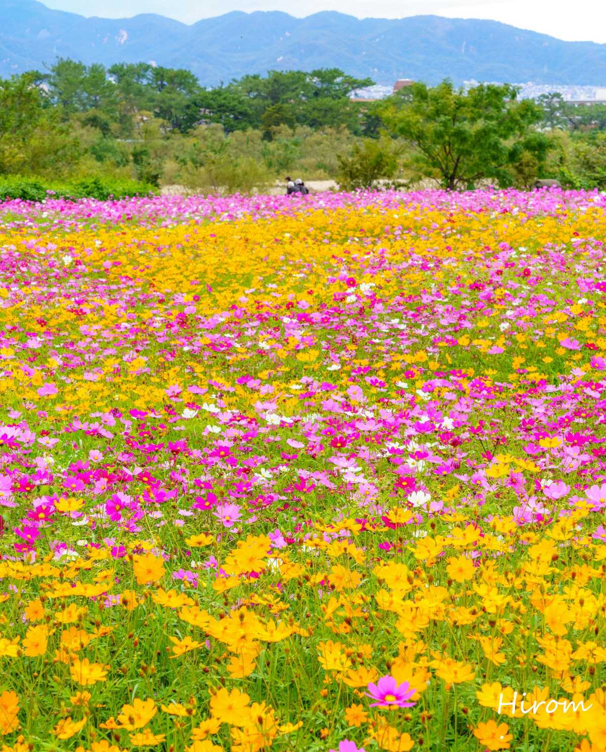 550万本 阪神間最大級の圧巻のコスモス畑 武庫川コスモス園の口コミ Triproud