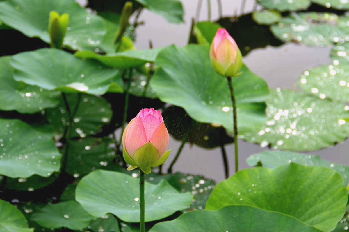 朝の空気の中ほのかに香る 生産量日本一の町に咲く美しい花はす 花はす公園の口コミ Triproud